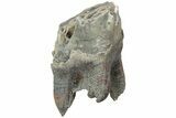 Fossil Woolly Rhino (Coelodonta) Tooth - Siberia #225590-3
